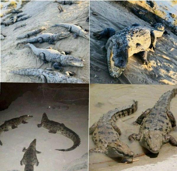 حمله تمساح ها به سیل زدگان سیستان و بلوچستان,اخبار اجتماعی,خبرهای اجتماعی,محیط زیست
