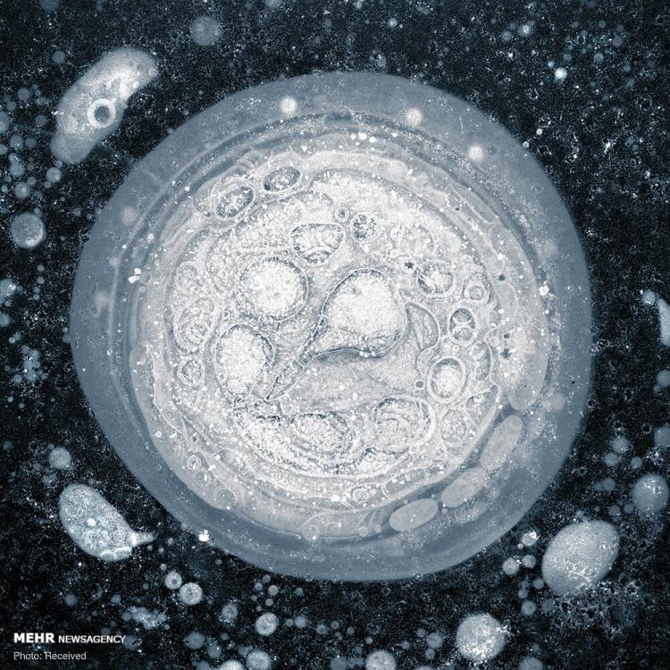 تصاویر حباب های یخ زده متان در آلاسکا تصاویر حباب های یخ زده متان در آلاسکا,عکس های حباب های یخ زده متان در آلاسکا,تصاویر دریاچه های یخ زده آلاسکا