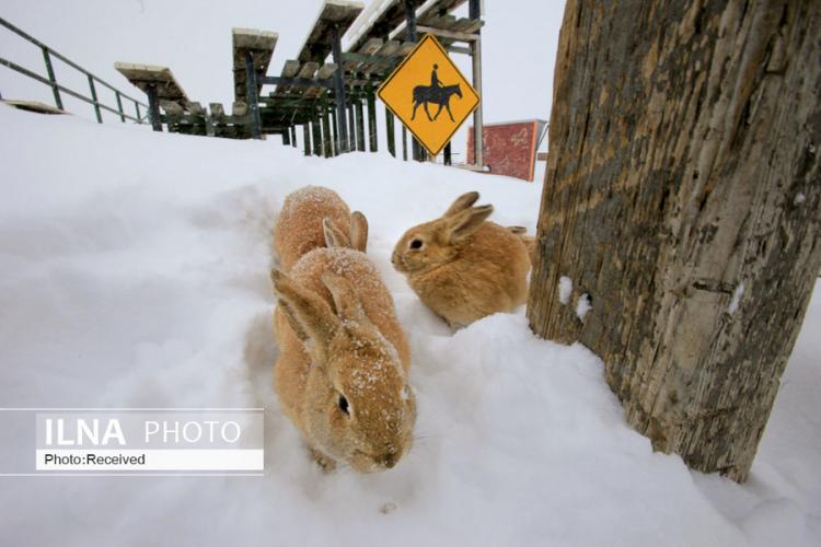 تصاویر برف بازی حیوانات,عکس های برف بازیِ حیوانات,تصاویرانواع حیوانات