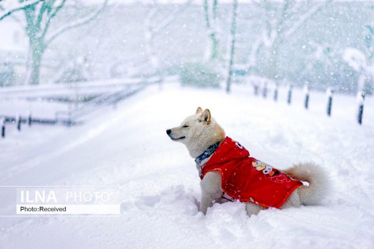 تصاویر برف بازی حیوانات,عکس های برف بازیِ حیوانات,تصاویرانواع حیوانات