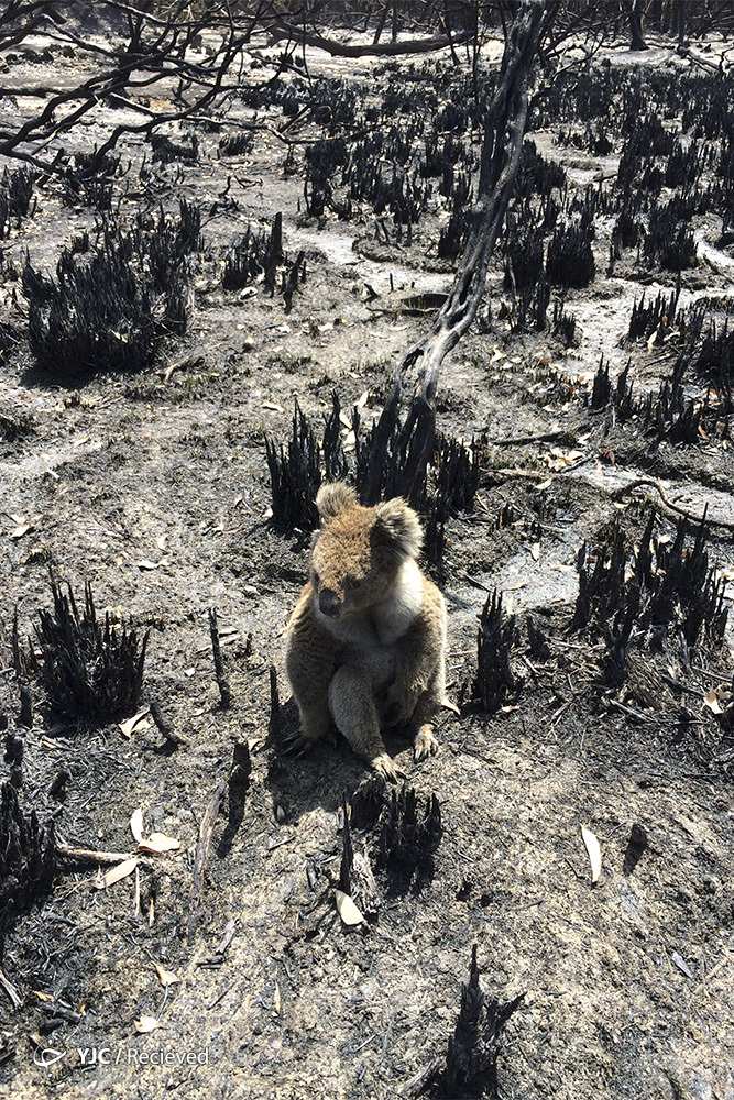 تصاویر خسارات آتش‌سوزی استرالیا به گونه‌های جانوری,عکس های خسارات آتش‌سوزی استرالیا به گونه‌های جانوری,تصاویر از بین رفتن گونه های جانوری در استرالیا