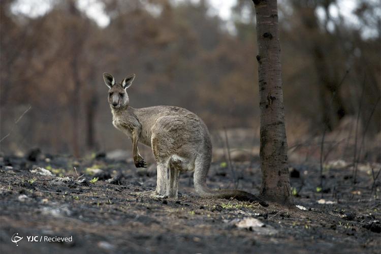 تصاویر خسارات آتش‌سوزی استرالیا به گونه‌های جانوری,عکس های خسارات آتش‌سوزی استرالیا به گونه‌های جانوری,تصاویر از بین رفتن گونه های جانوری در استرالیا