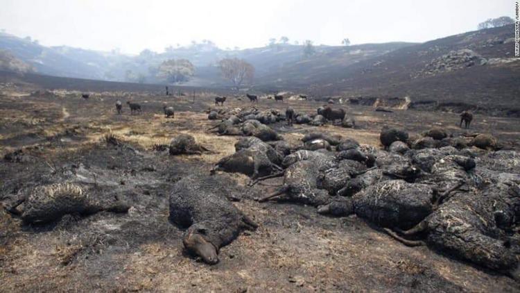 تصاویر صحنه‌های دردناک سوختن کانگروها,عکس های آتش سوزی در جنگل های استرالیا,تصاویر جنگل های استرالیا