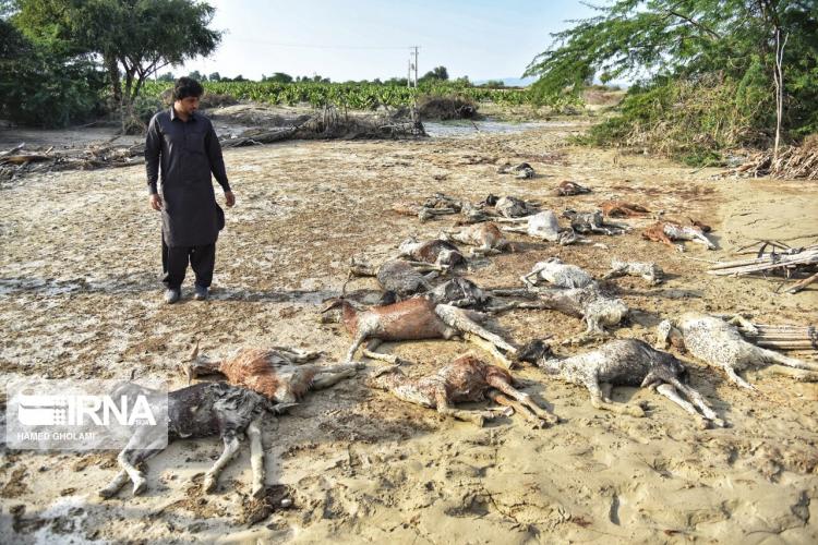 تصاویر اتلاف احشام در سیلاب بلوچستان‎,عکس های اتلاف احشام در سیلاب بلوچستان‎,تصاویر خسارات سیلاب بلوچستان‎