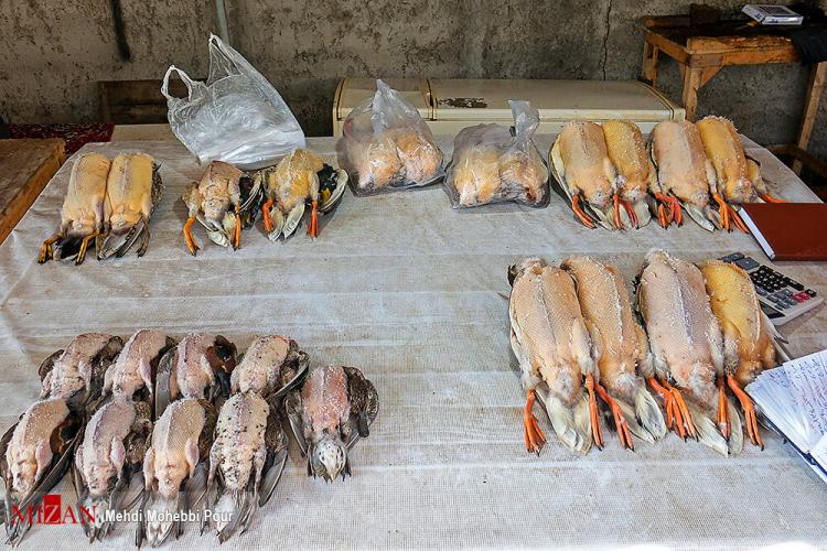 تصاویر شکار غیرمجاز پرندگان در فریدونکنار,عکس های فروش اردک‌,تصاویر صید پرندگان وحشی