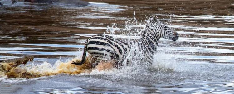 تصاویر دریدن شکم گورخر توسط تمساح تصاویر دریدن شکم گورخر توسط تمساح,عکس های دریدن شکم گورخر توسط تمساح,تصاویر تمساح