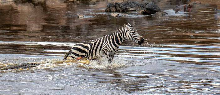 تصاویر دریدن شکم گورخر توسط تمساح تصاویر دریدن شکم گورخر توسط تمساح,عکس های دریدن شکم گورخر توسط تمساح,تصاویر تمساح