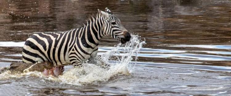 تصاویر دریدن شکم گورخر توسط تمساح تصاویر دریدن شکم گورخر توسط تمساح,عکس های دریدن شکم گورخر توسط تمساح,تصاویر تمساح
