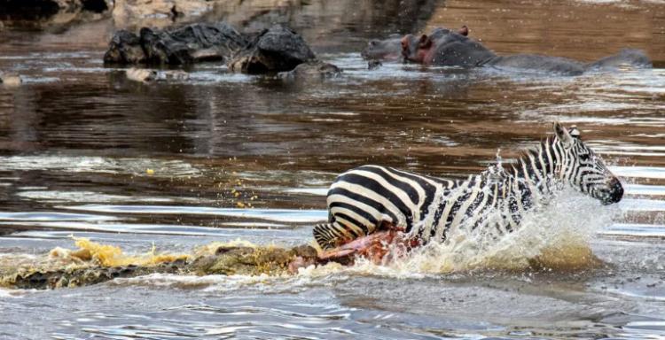 تصاویر دریدن شکم گورخر توسط تمساح تصاویر دریدن شکم گورخر توسط تمساح,عکس های دریدن شکم گورخر توسط تمساح,تصاویر تمساح
