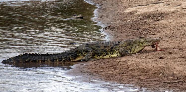 تصاویر دریدن شکم گورخر توسط تمساح تصاویر دریدن شکم گورخر توسط تمساح,عکس های دریدن شکم گورخر توسط تمساح,تصاویر تمساح