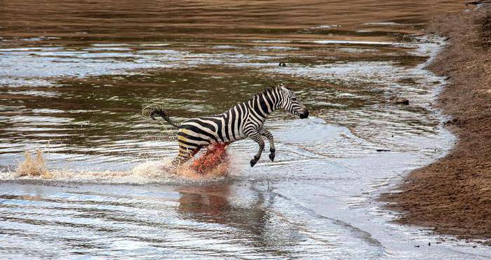 تصاویر دریدن شکم گورخر توسط تمساح تصاویر دریدن شکم گورخر توسط تمساح,عکس های دریدن شکم گورخر توسط تمساح,تصاویر تمساح
