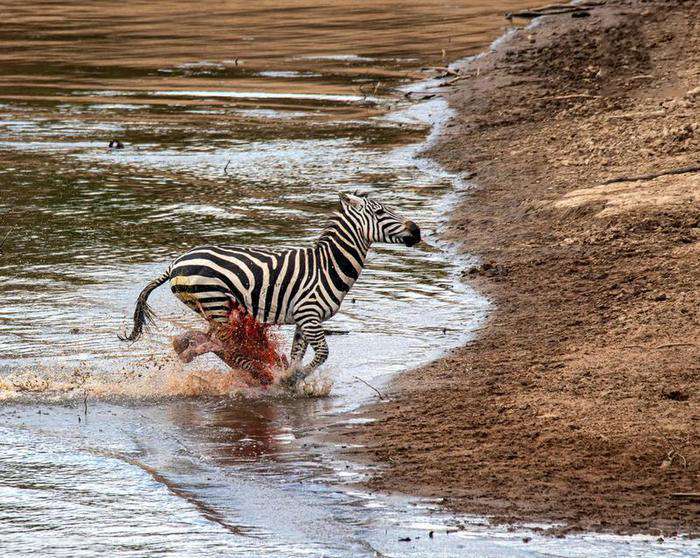تصاویر دریدن شکم گورخر توسط تمساح تصاویر دریدن شکم گورخر توسط تمساح,عکس های دریدن شکم گورخر توسط تمساح,تصاویر تمساح