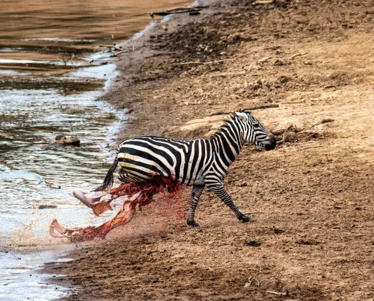 تصاویر دریدن شکم گورخر توسط تمساح تصاویر دریدن شکم گورخر توسط تمساح,عکس های دریدن شکم گورخر توسط تمساح,تصاویر تمساح