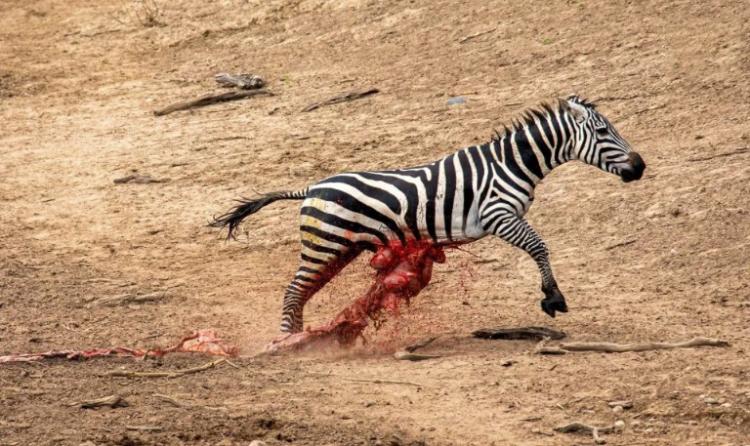 تصاویر دریدن شکم گورخر توسط تمساح تصاویر دریدن شکم گورخر توسط تمساح,عکس های دریدن شکم گورخر توسط تمساح,تصاویر تمساح