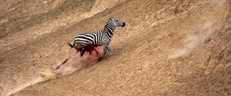 تصاویر دریدن شکم گورخر توسط تمساح تصاویر دریدن شکم گورخر توسط تمساح,عکس های دریدن شکم گورخر توسط تمساح,تصاویر تمساح