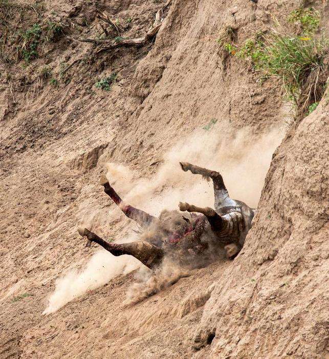 تصاویر دریدن شکم گورخر توسط تمساح تصاویر دریدن شکم گورخر توسط تمساح,عکس های دریدن شکم گورخر توسط تمساح,تصاویر تمساح