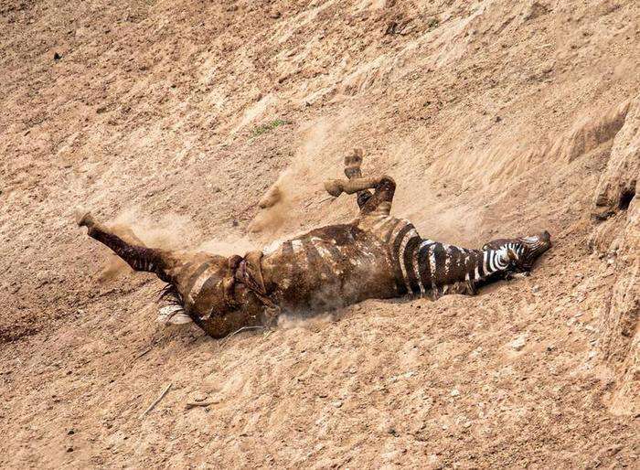 تصاویر دریدن شکم گورخر توسط تمساح تصاویر دریدن شکم گورخر توسط تمساح,عکس های دریدن شکم گورخر توسط تمساح,تصاویر تمساح