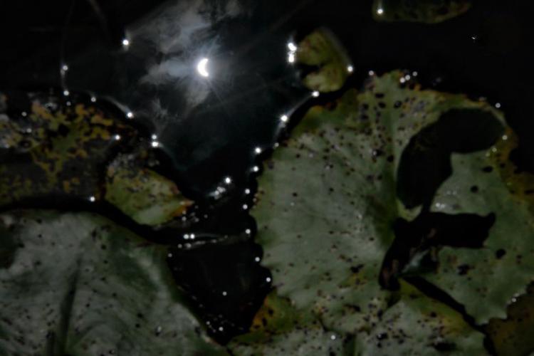 تصاویر خورشیدگرفتگی در ایران تصاویر خورشیدگرفتگی در ایران,عکس های خورشیدگرفتگی در ایران,تصاویر خورشیدگرفتگی حلقوی