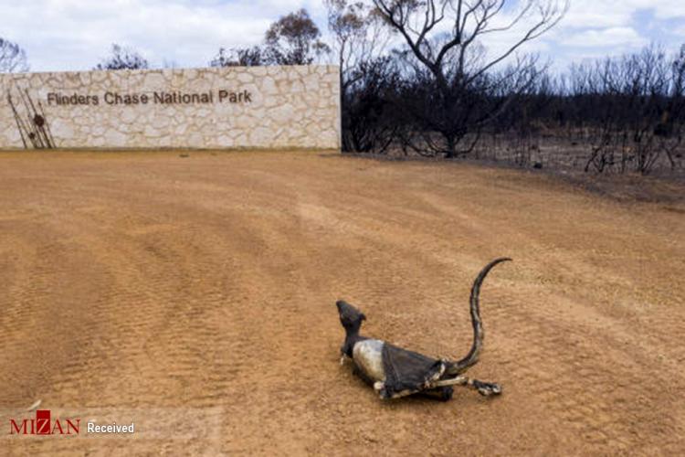 تصاویر انقراض کانگورو‌ها پس از آتش سوزی استرالیا,عکس های انقراض کانگورو‌ها پس از آتش سوزی استرالیا,تصاویر آتش‌سوزی جنگل‌های استرالیا
