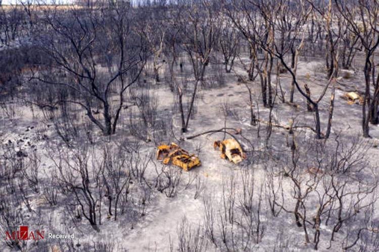 تصاویر انقراض کانگورو‌ها پس از آتش سوزی استرالیا,عکس های انقراض کانگورو‌ها پس از آتش سوزی استرالیا,تصاویر آتش‌سوزی جنگل‌های استرالیا