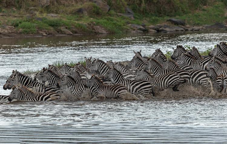 تصاویر گورخرها گرفتار آرواره تمساحهای گرسنه تصاویر گورخرها گرفتار آرواره تمساحهای گرسنه,عکس های گورخرها گرفتار آرواره تمساحهای گرسنه,تصاویر رودخانه ماسایی مارا