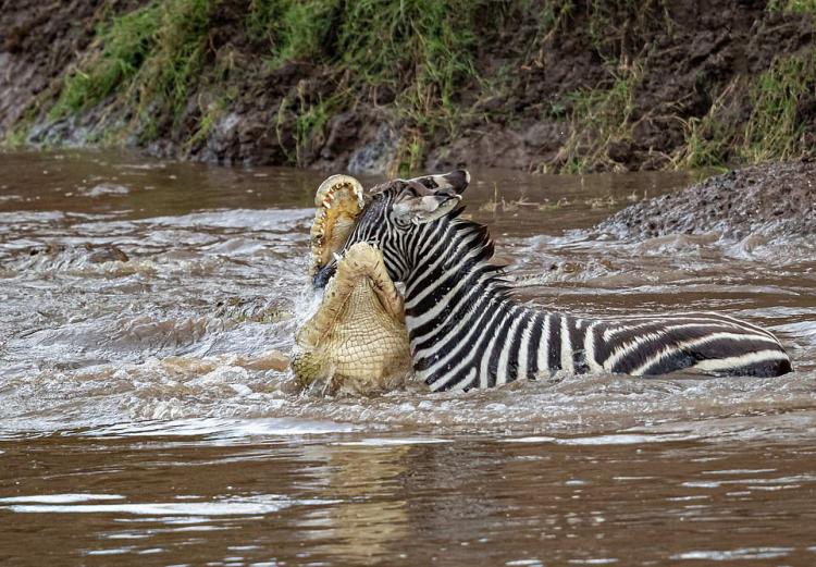 تصاویر گورخرها گرفتار آرواره تمساحهای گرسنه تصاویر گورخرها گرفتار آرواره تمساحهای گرسنه,عکس های گورخرها گرفتار آرواره تمساحهای گرسنه,تصاویر رودخانه ماسایی مارا