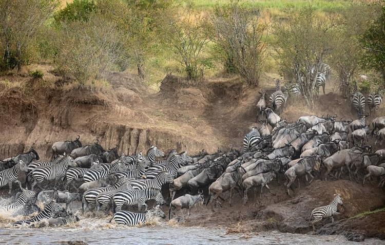 تصاویر گورخرها گرفتار آرواره تمساحهای گرسنه تصاویر گورخرها گرفتار آرواره تمساحهای گرسنه,عکس های گورخرها گرفتار آرواره تمساحهای گرسنه,تصاویر رودخانه ماسایی مارا