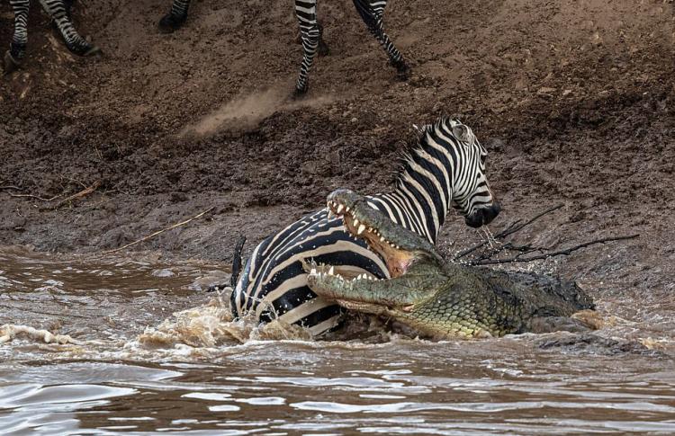 تصاویر گورخرها گرفتار آرواره تمساحهای گرسنه تصاویر گورخرها گرفتار آرواره تمساحهای گرسنه,عکس های گورخرها گرفتار آرواره تمساحهای گرسنه,تصاویر رودخانه ماسایی مارا