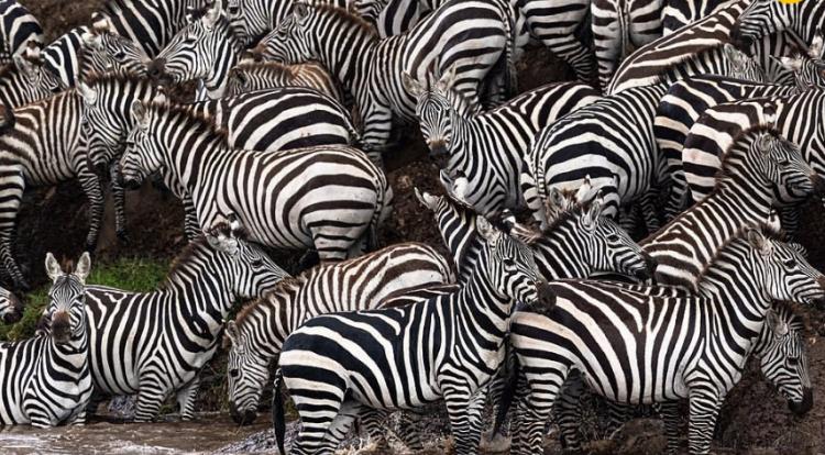 تصاویر گورخرها گرفتار آرواره تمساحهای گرسنه تصاویر گورخرها گرفتار آرواره تمساحهای گرسنه,عکس های گورخرها گرفتار آرواره تمساحهای گرسنه,تصاویر رودخانه ماسایی مارا