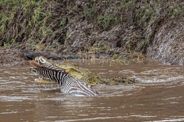 تصاویر گورخرها گرفتار آرواره تمساحهای گرسنه تصاویر گورخرها گرفتار آرواره تمساحهای گرسنه,عکس های گورخرها گرفتار آرواره تمساحهای گرسنه,تصاویر رودخانه ماسایی مارا