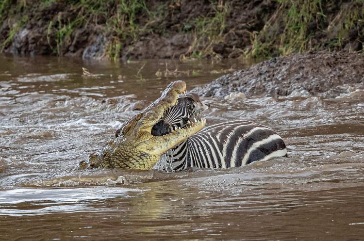 تصاویر گورخرها گرفتار آرواره تمساحهای گرسنه تصاویر گورخرها گرفتار آرواره تمساحهای گرسنه,عکس های گورخرها گرفتار آرواره تمساحهای گرسنه,تصاویر رودخانه ماسایی مارا