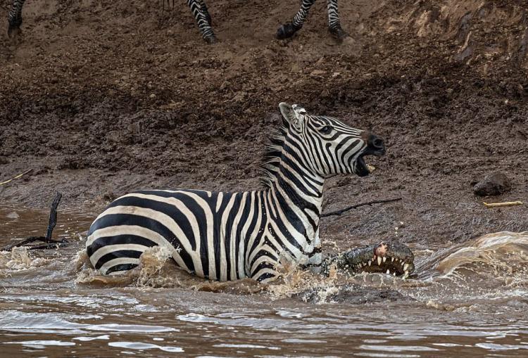 تصاویر گورخرها گرفتار آرواره تمساحهای گرسنه تصاویر گورخرها گرفتار آرواره تمساحهای گرسنه,عکس های گورخرها گرفتار آرواره تمساحهای گرسنه,تصاویر رودخانه ماسایی مارا