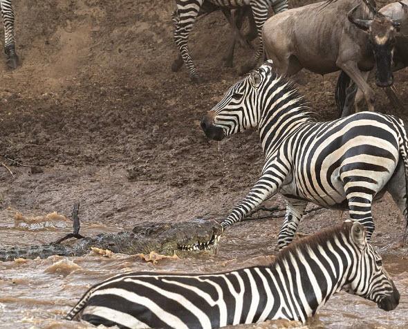 تصاویر گورخرها گرفتار آرواره تمساحهای گرسنه تصاویر گورخرها گرفتار آرواره تمساحهای گرسنه,عکس های گورخرها گرفتار آرواره تمساحهای گرسنه,تصاویر رودخانه ماسایی مارا