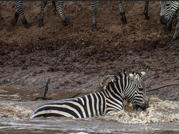 تصاویر گورخرها گرفتار آرواره تمساحهای گرسنه تصاویر گورخرها گرفتار آرواره تمساحهای گرسنه,عکس های گورخرها گرفتار آرواره تمساحهای گرسنه,تصاویر رودخانه ماسایی مارا