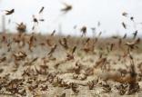 حمله ملخ‌ها به ایران,اخبار اقتصادی,خبرهای اقتصادی,کشت و دام و صنعت