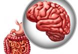 باکتری روده,اخبار پزشکی,خبرهای پزشکی,تازه های پزشکی