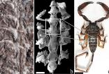 عقرب Parioscorpio Venator,اخبار جالب,خبرهای جالب,خواندنی ها و دیدنی ها