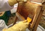کندو عسل,اخبار اقتصادی,خبرهای اقتصادی,کشت و دام و صنعت