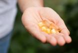 قرص روغن ماهی,اخبار پزشکی,خبرهای پزشکی,تازه های پزشکی
