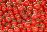 گوجه‌فرنگی,اخبار اقتصادی,خبرهای اقتصادی,کشت و دام و صنعت