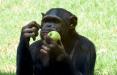 شامپانزه‌ها,اخبار علمی,خبرهای علمی,طبیعت و محیط زیست