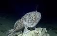 ماهی Sladenia shaefersi,اخبار علمی,خبرهای علمی,طبیعت و محیط زیست
