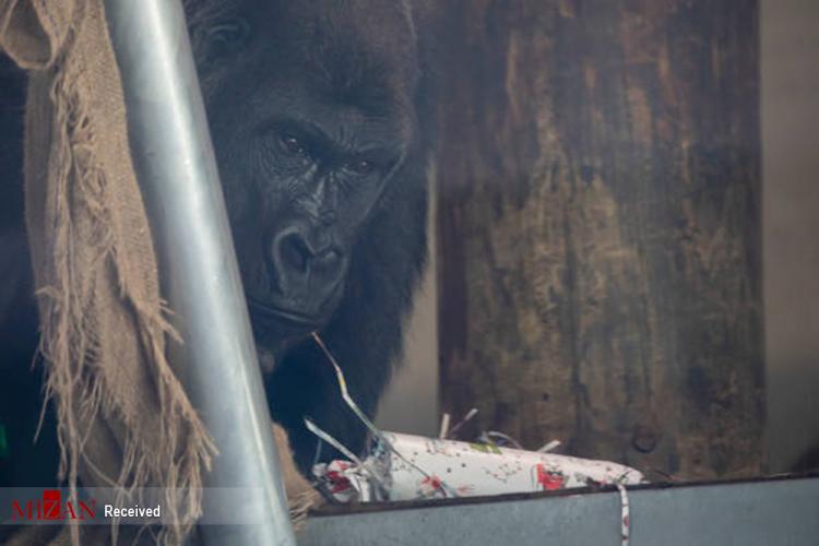 تصاویر هدیه کریسمس به حیوانات در نیوزلند,عکس های هدیه کریسمس به حیوانات در نیوزلند,تصاویر باغ وحش نیوزلند