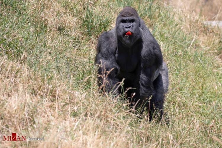 تصاویر هدیه کریسمس به حیوانات در نیوزلند,عکس های هدیه کریسمس به حیوانات در نیوزلند,تصاویر باغ وحش نیوزلند