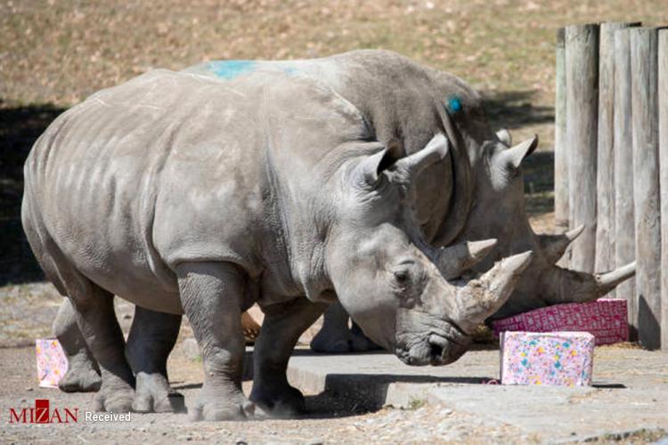 تصاویر هدیه کریسمس به حیوانات در نیوزلند,عکس های هدیه کریسمس به حیوانات در نیوزلند,تصاویر باغ وحش نیوزلند