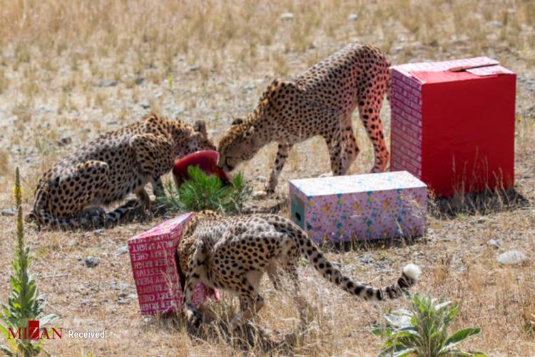 تصاویر هدیه کریسمس به حیوانات در نیوزلند,عکس های هدیه کریسمس به حیوانات در نیوزلند,تصاویر باغ وحش نیوزلند