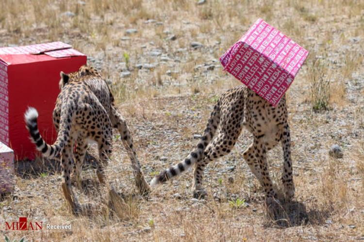 تصاویر هدیه کریسمس به حیوانات در نیوزلند,عکس های هدیه کریسمس به حیوانات در نیوزلند,تصاویر باغ وحش نیوزلند