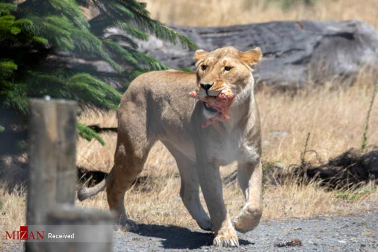 تصاویر هدیه کریسمس به حیوانات در نیوزلند,عکس های هدیه کریسمس به حیوانات در نیوزلند,تصاویر باغ وحش نیوزلند