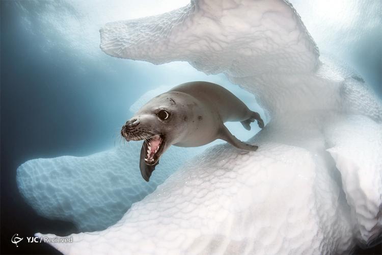 تصاویر برندگان مسابقه عکس هنر اقیانوس ۲۰۱۹,عکس های طبیعت,تصاویر زیبا از طبیعت