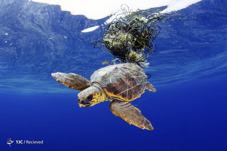 تصاویر برندگان مسابقه عکس هنر اقیانوس ۲۰۱۹,عکس های طبیعت,تصاویر زیبا از طبیعت